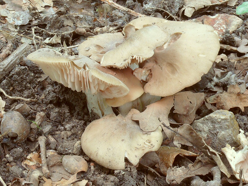 P1130987 EntolomaRhodopolium Nidorosum cc crp